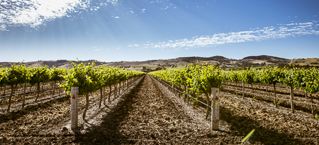 Paringa 3 Rings vines